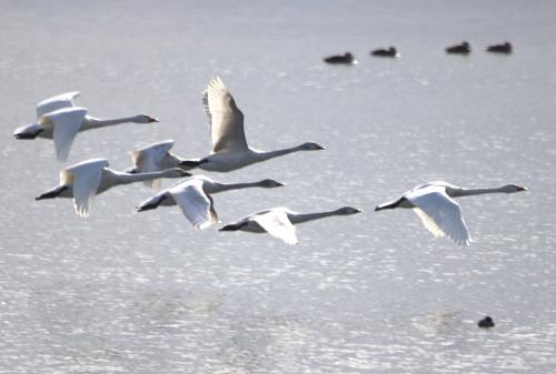 天然温泉「旅人の湯」ホテルルートイン米子に宿泊して米子水鳥公園でバードウォッチング