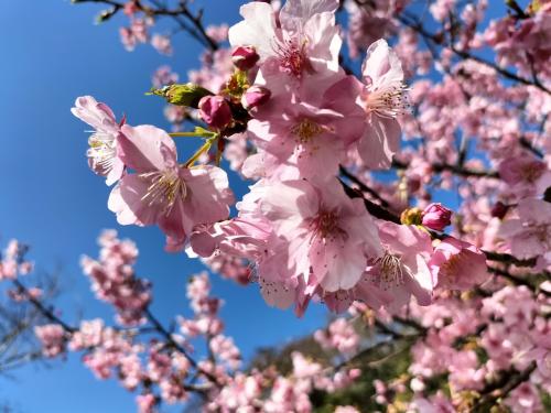 春の訪れを感じる伊豆旅行。満開の河津桜と雛＆ジオ巡り 初日