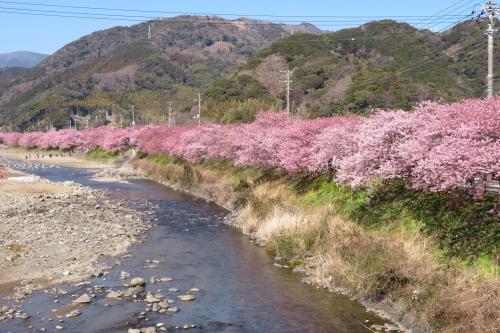 河津桜と伊豆半島周遊