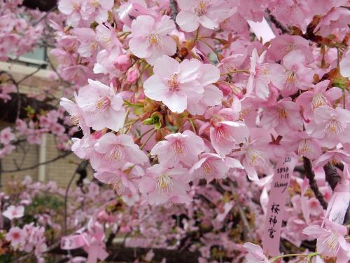 「　2月の夏日！　河津桜を見に　”　桜神宮　”　参拝　」2024