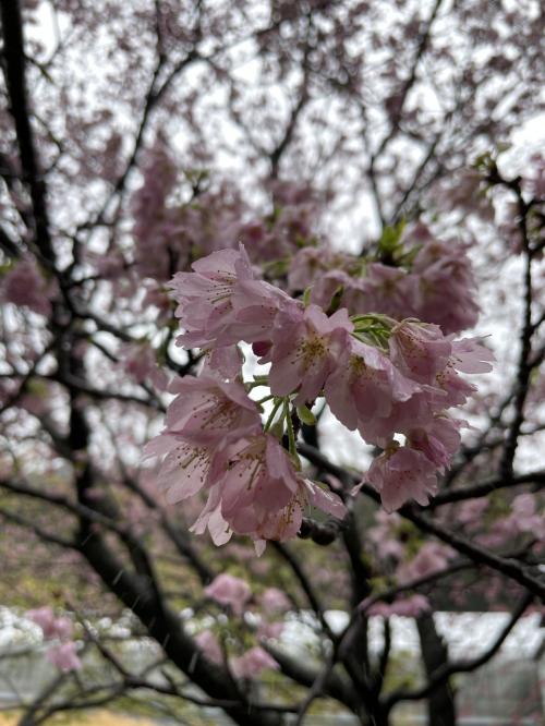 雨の河津桜祭り☆サフィール踊り子