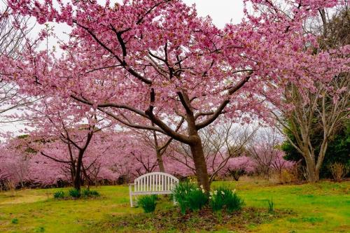 大神ファームの河津桜とミモザ　2024