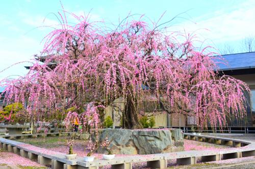福岡まで梅の花を見に行ってくる梅（ばい）　お座敷盆梅『梅花園』