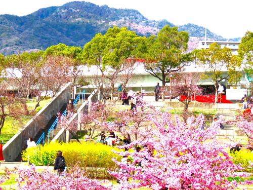 ２０２４年２月２４日、神戸市灘区の西郷川河口公園に咲く河津桜と菜の花を見に行きます！
