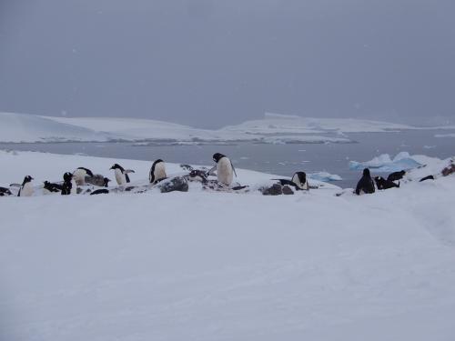2023年ワンワールド・エクスプローラー☆南極・ペンギン特集