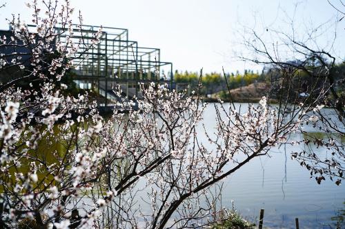 早春のけいはんな記念公園