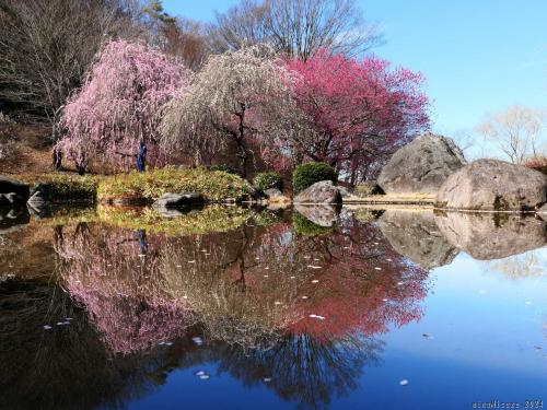 「みかも山公園・万葉庭園」のウメ_2024_花は残ってましたが見頃過ぎの印象でした（佐野市）