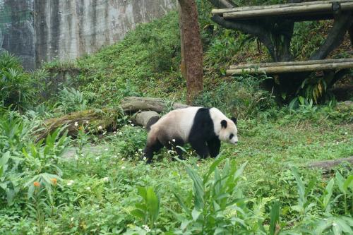 冬の台湾３日間【３日目】台北市立動物園、JALで羽田へ
