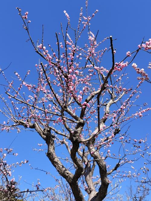 2024年3月　 水戸 勝田　ゴルフと 梅まつり 酒まみれの旅