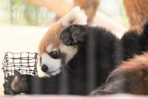 ついに熊本宮崎鹿児島レッサーパンダ遠征５泊４日（５）熊本市動物園（前）レッサーパンダ特集：ビッグベビー杏香ちゃんと可愛い両親シンファ・かぼす