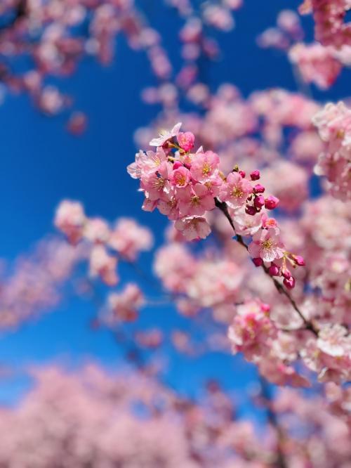 群馬に咲いた沢山の花♪ 　そして初めましての4トラ女子会で話の花も咲きました♪