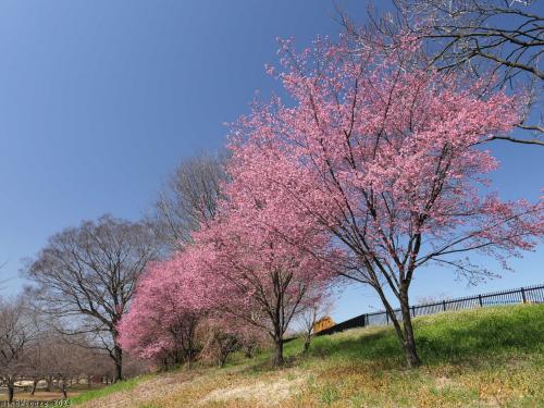 「ラブリバー親水公園うぬき」のサクラ_2024_オカメザクラ(?)が満開でした（伊勢崎市）