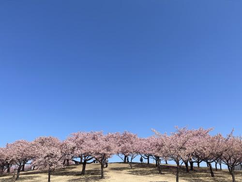 花便り、2024春。桜開花まで(^^♪