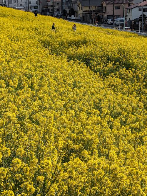 三郷の河川敷で菜の花満開