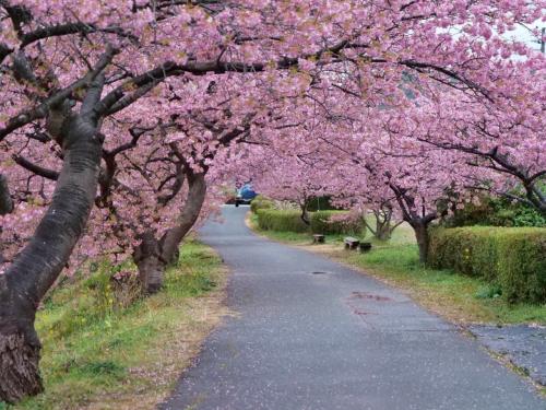 【桜舞う伊豆旅&#39;24】雨でも！みなみの桜と菜の花まつり