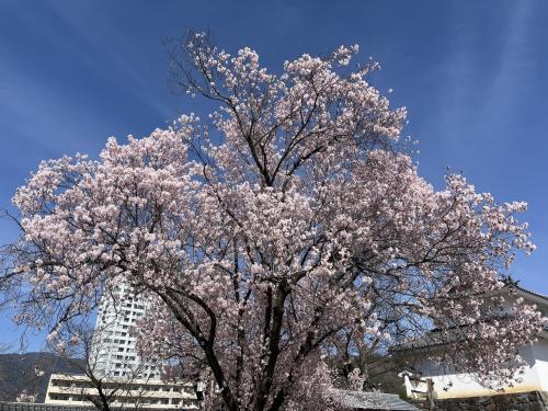 カナダから来た友人と過ごした春（3月）