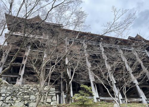 ⑩マダムの桜15景　華やぎの京都3日間　2日目の３　清水寺