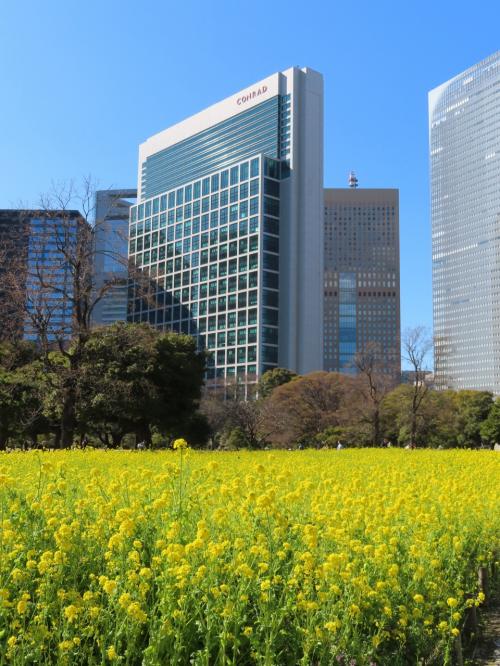 都心のお花畑　☆浜離宮が菜の花で一面黄色の世界