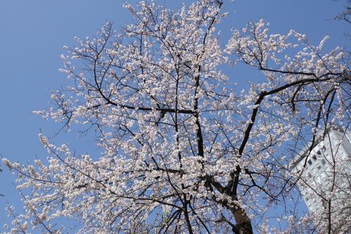 目黒川桜クルーズと春のお花見（はとバス）2024※メインは咲いてなかった