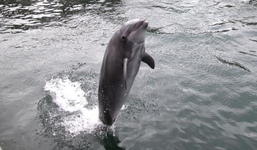 いおワールドかごしま水族館