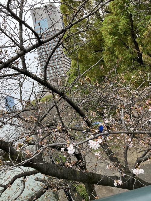 　桜の花が咲き始めた　桜宮を散歩
