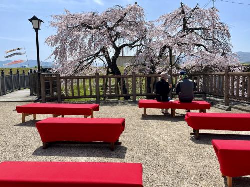 奈良　幻の五新鉄道廃線跡～五条新町を散策～吉野川の鯉のぼり～満開の枝垂れ桜…