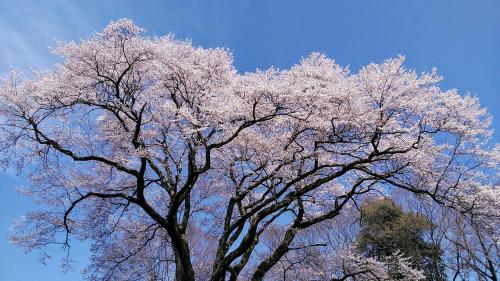 2024年3月31日～埼玉県の桜巡り、寄居鉢形城跡1本桜～熊谷～鴻巣～見頃の桜名所100選の大宮公園