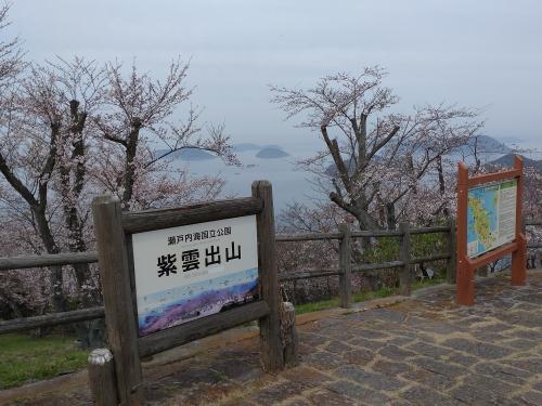 紫雲出山の桜