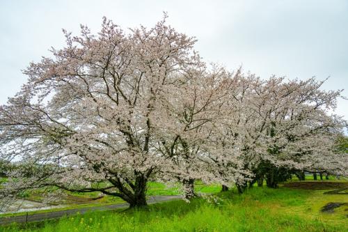 風土記の丘の桜　2024