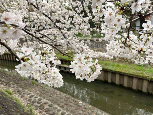 東京の桜の名所　善福寺川