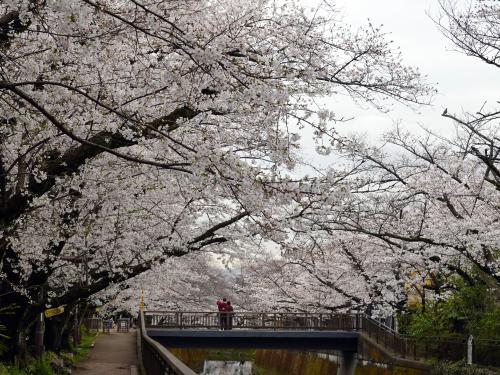 私の散歩道にも桜が咲きました　2024（世田谷　砧）