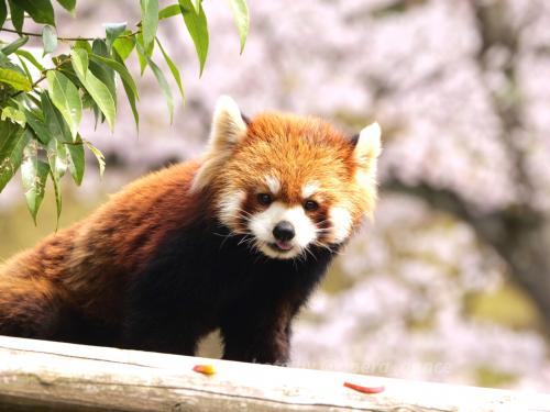 【レッサーパンダ遠征記】今年も西山動物園で桜チャレンジ！初のハピラインは色々謎あり