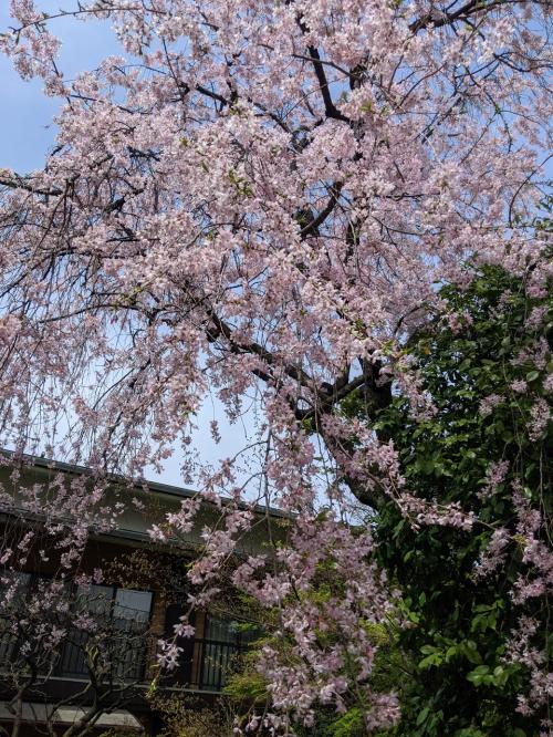 漸く開花！花見の季節！