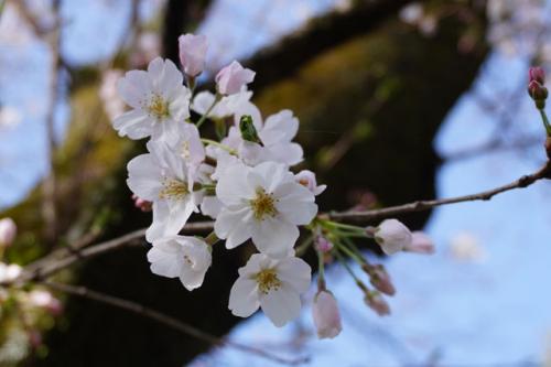 広見公園で満開の桜を見て来ました 2024.04.02