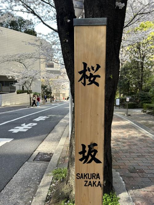 そんなに混んでいない桜スポット　赤坂の桜坂