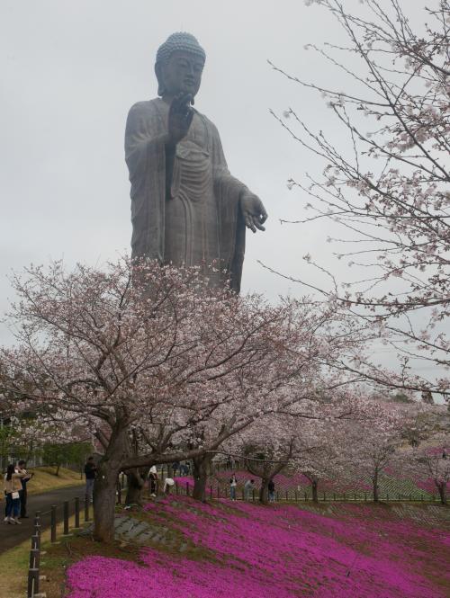 だいぶ2　満開　大仏　