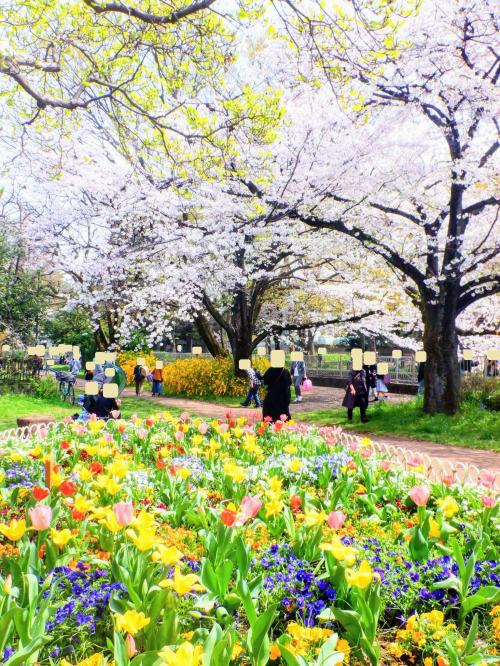 Ｅ　ＡＰＲ　２０２４　　「プチ花見　Ⅲ・・・・・②善福寺川緑地」