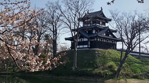 今年も外したわ！ (。&gt;д&lt;)  高田観桜会