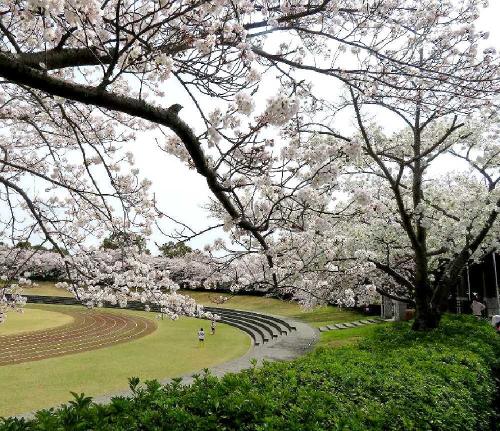 団塊夫婦の春の花散歩・２０２４続報