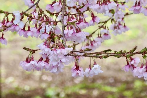雨の合間に花を愛でる③  樹齢2,000年の桜だけじゃない、宇宙桜ほか沢山の桜とワインと温泉