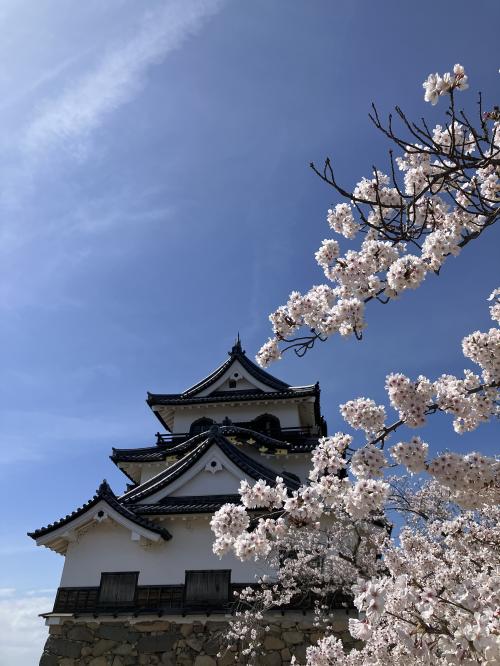 春をさがして彦根をぶらりする旅