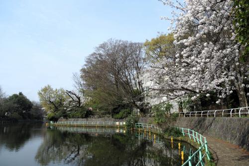 東京・桜咲いた武蔵関公園（2024年4月8日）
