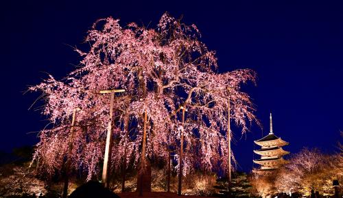 ライトアップされた東寺などの枝垂れ桜、そして平等院と吉野の文化遺産: 桜シーズンの一泊旅