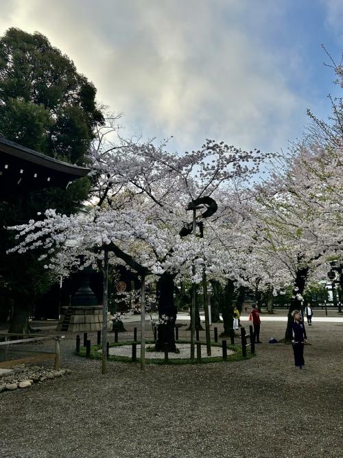 2024年春、ニュースでよく取り上げられていた &quot;靖国神社の桜の標本木&quot; を見に行ってみたら、ご近所の方々が朝のラジオ体操に集っていた！