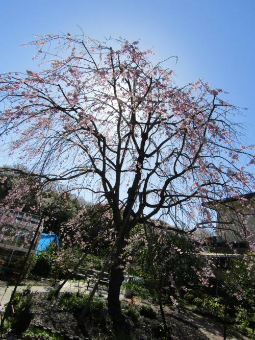 小田急団地内の枝垂れ桜（横浜市戸塚区舞岡町）ー2024年春（その2）