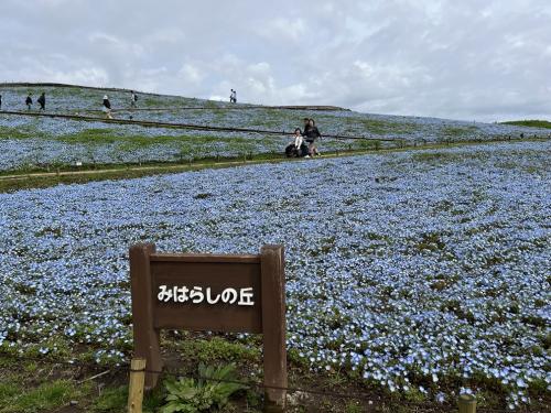 信越と北関東周遊ドライブ旅行(4)ひたち海浜公園