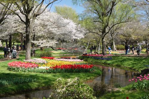 昭和記念公園 チューリップの郷2024 桜も