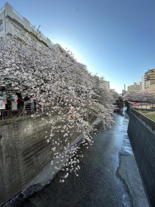 2024年春、&quot;目黒川の桜&quot; はほぼ散っていた･･･。来年は、&quot;スターバックス リザーブ ロースタリー &quot; のテラスから桜を見てみよう！