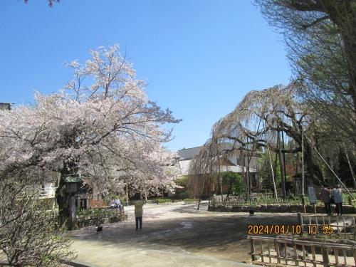 流山市の名都借・清瀧院・枝垂れ桜・染井吉野・2023年4月