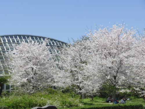 お花見2024　京都府立植物園　半木（なからぎ）の道